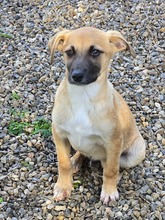 BASIL, Hund, Mischlingshund in Gummersbach - Bild 7
