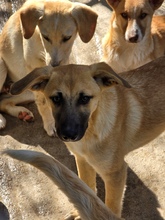 BASIL, Hund, Mischlingshund in Gummersbach - Bild 8