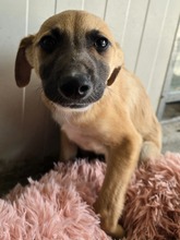 BASIL, Hund, Mischlingshund in Gummersbach - Bild 9