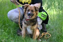 TOMMY, Hund, Mischlingshund in Polen - Bild 1