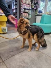 TOMMY, Hund, Mischlingshund in Polen - Bild 10