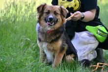 TOMMY, Hund, Mischlingshund in Polen - Bild 2