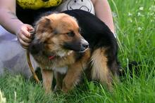 TOMMY, Hund, Mischlingshund in Polen - Bild 3