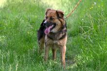 TOMMY, Hund, Mischlingshund in Polen - Bild 4