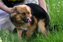 TOMMY, Hund, Mischlingshund in Polen - Bild 5