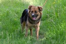 TOMMY, Hund, Mischlingshund in Polen - Bild 6