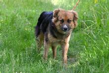 TOMMY, Hund, Mischlingshund in Polen - Bild 7