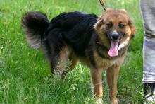 TOMMY, Hund, Mischlingshund in Polen - Bild 8