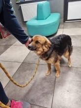 TOMMY, Hund, Mischlingshund in Polen - Bild 9