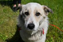 LARUS, Hund, Mischlingshund in Polen - Bild 1