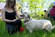 LARUS, Hund, Mischlingshund in Polen - Bild 10
