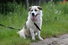 LARUS, Hund, Mischlingshund in Polen - Bild 11