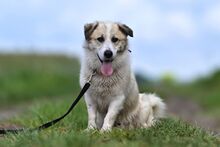 LARUS, Hund, Mischlingshund in Polen - Bild 12