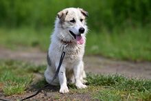 LARUS, Hund, Mischlingshund in Polen - Bild 13