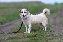 LARUS, Hund, Mischlingshund in Polen - Bild 14