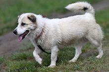 LARUS, Hund, Mischlingshund in Polen - Bild 15