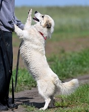 LARUS, Hund, Mischlingshund in Polen - Bild 16