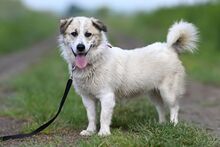 LARUS, Hund, Mischlingshund in Polen - Bild 17