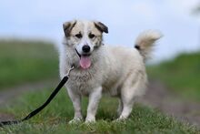 LARUS, Hund, Mischlingshund in Polen - Bild 18