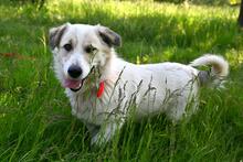 LARUS, Hund, Mischlingshund in Polen - Bild 3