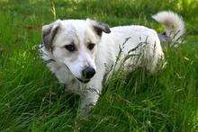 LARUS, Hund, Mischlingshund in Polen - Bild 4