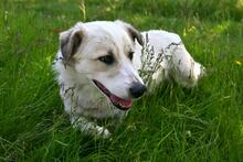 LARUS, Hund, Mischlingshund in Polen - Bild 5