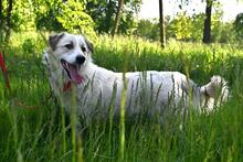 LARUS, Hund, Mischlingshund in Polen - Bild 6