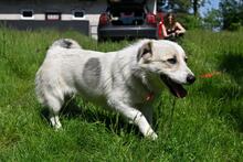 LARUS, Hund, Mischlingshund in Polen - Bild 7