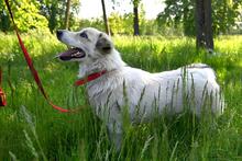 LARUS, Hund, Mischlingshund in Polen - Bild 8