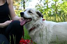 LARUS, Hund, Mischlingshund in Polen - Bild 9