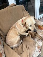 SARA, Hund, Mischlingshund in Ungarn - Bild 1