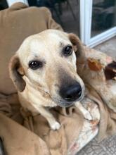 SARA, Hund, Mischlingshund in Ungarn - Bild 2