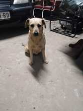 SARA, Hund, Mischlingshund in Ungarn - Bild 3
