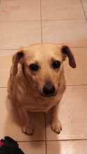 SARA, Hund, Mischlingshund in Ungarn - Bild 4