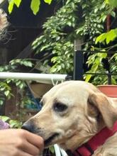 SARA, Hund, Mischlingshund in Ungarn - Bild 5