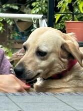 SARA, Hund, Mischlingshund in Ungarn - Bild 6
