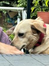 SARA, Hund, Mischlingshund in Ungarn - Bild 7