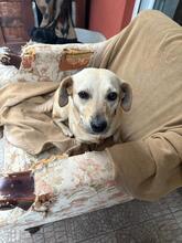 SARA, Hund, Mischlingshund in Ungarn - Bild 9