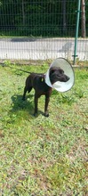 DRONKA, Hund, Mischlingshund in Polen - Bild 1