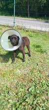 DRONKA, Hund, Mischlingshund in Polen - Bild 2