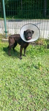 DRONKA, Hund, Mischlingshund in Polen - Bild 3