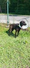 DRONKA, Hund, Mischlingshund in Polen - Bild 4