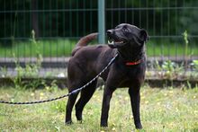 DRONKA, Hund, Mischlingshund in Polen - Bild 6
