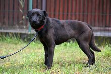 DRONKA, Hund, Mischlingshund in Polen - Bild 8