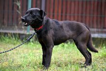 DRONKA, Hund, Mischlingshund in Polen - Bild 9