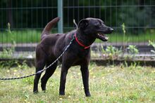 DRONKA, Hund, Mischlingshund in Köln