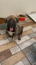 IGGY, Hund, Mischlingshund in Rumänien - Bild 1