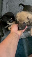 IGGY, Hund, Mischlingshund in Rumänien - Bild 2