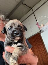 IGGY, Hund, Mischlingshund in Rumänien - Bild 6