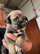 IGGY, Hund, Mischlingshund in Rumänien - Bild 7